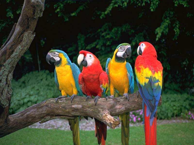 新手养鹦鹉的基本常识,新手养鹦鹉基础知识