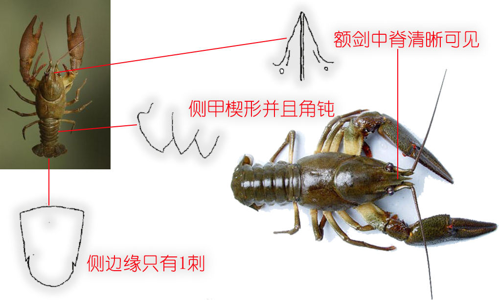 食物扫盲认识小龙虾,餐桌上的动物以及分类