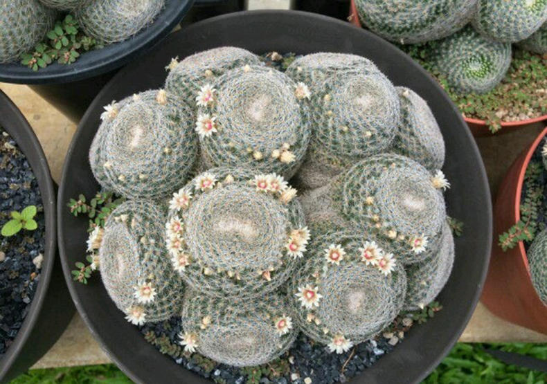 仙人球出现烂洞怎么处理,仙人球头顶上开始烂了怎么办