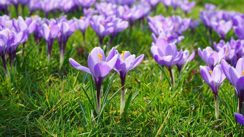 藏红花的冬季养殖方法与注意事项,藏红花植物精油按摩注意事项