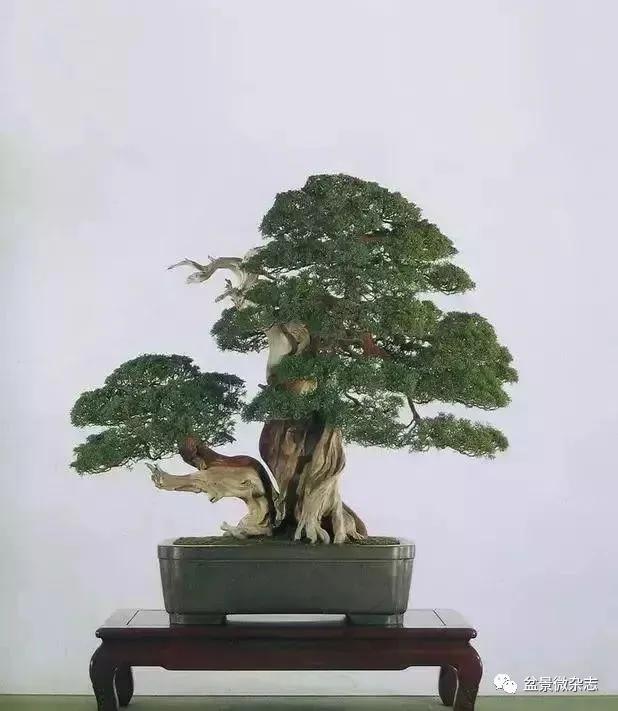 日本黄金光叶榉盆景 (日本风神盆景图片)