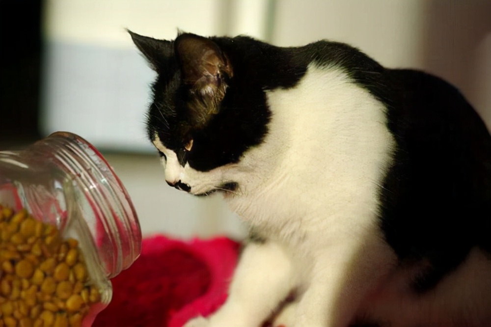 养猫经验猫总是呕吐怎么办,小猫咪想呕吐却呕吐不出来怎么办