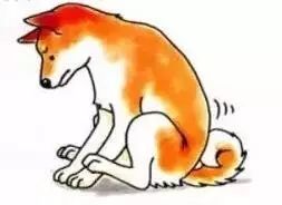 狗狗肛门腺发炎怎么办,狗狗肛门腺发炎症状有血水