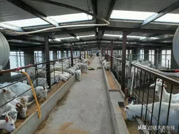 一条龙羊场,最大羊场