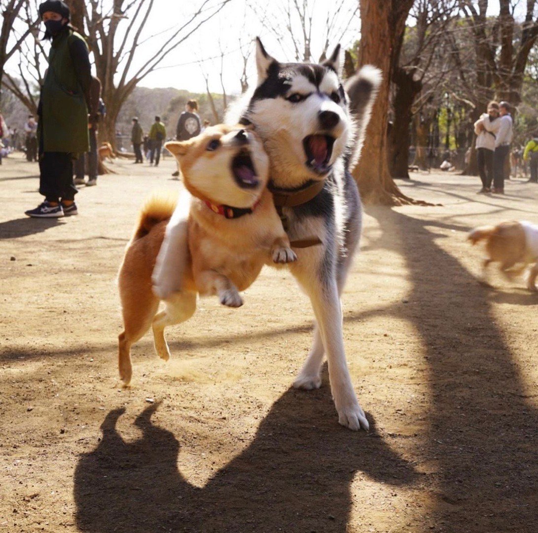 柴犬幼犬比较皮不听话怎么办,柴犬有时候不听话你该怎么办