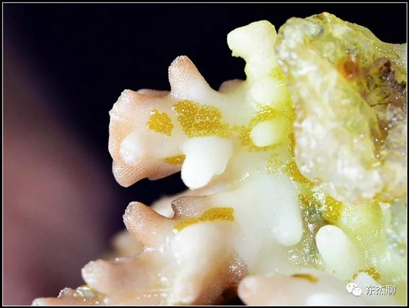 珊瑚鱼缸扁虫怎么处理,珊瑚扁虫怎么繁殖