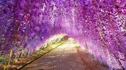 五一不能错过的花海,五一不能错过的美丽花海