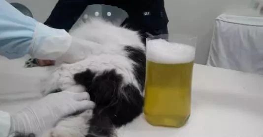 猫咪可怕的病,猫传腹口服441和针剂441的区别