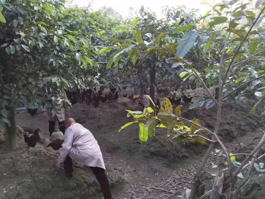 农村创业养土鸡技术方案设计,农村养殖土鸡怎么赚钱