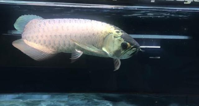 立达七彩过背金龙价格,立达过背金龙在哪买