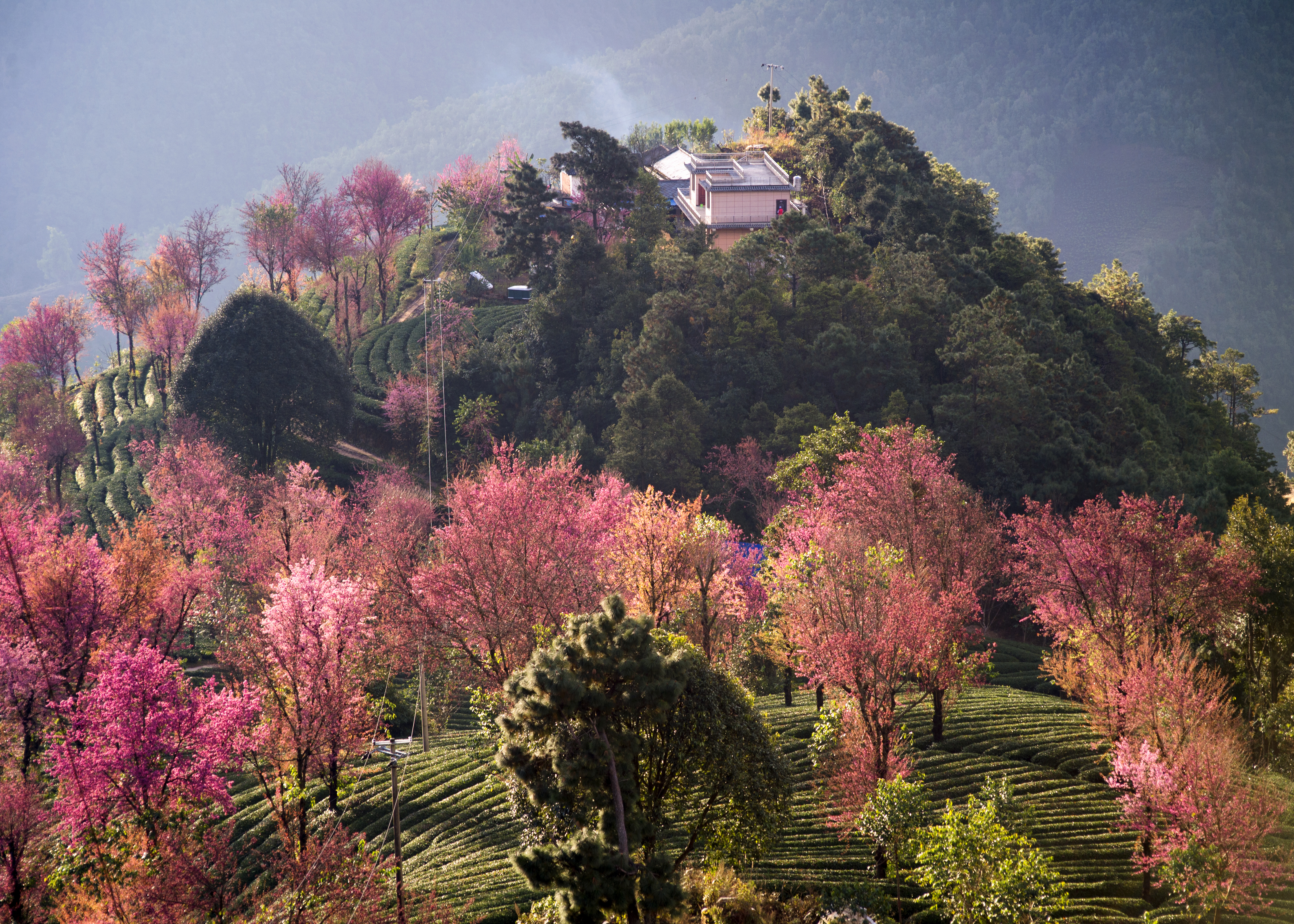 2023腾冲看银杏最佳时间,腾冲看银杏树旅游攻略