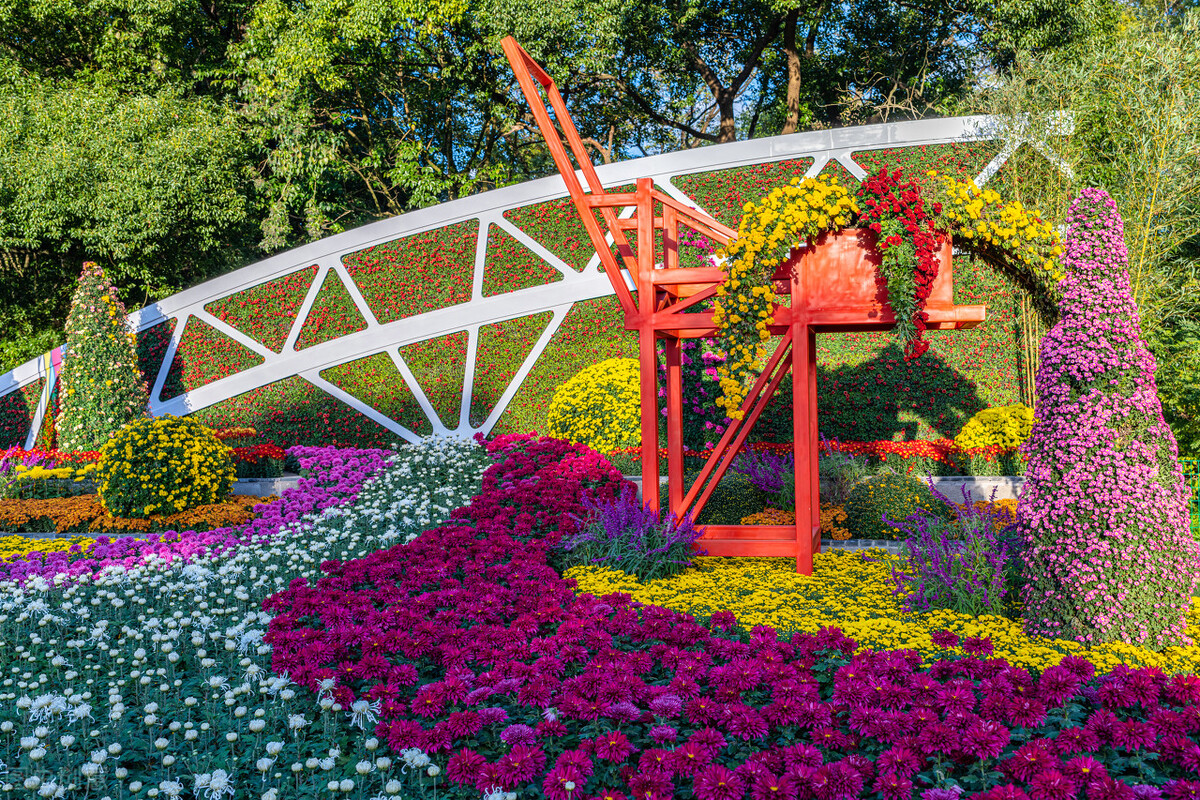 重阳节赏菊花的介绍,赏菊打卡好去处