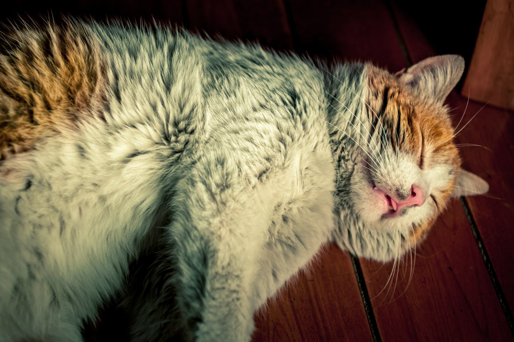 猫咪老去不可逆，想让爱猫陪伴更长久，五点衰老征兆需提早留意！