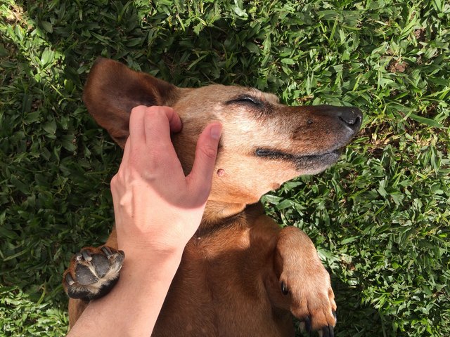 狗狗难受时抚摸哪个地方比较舒服,抚摸狗狗哪个部位让它有安全感