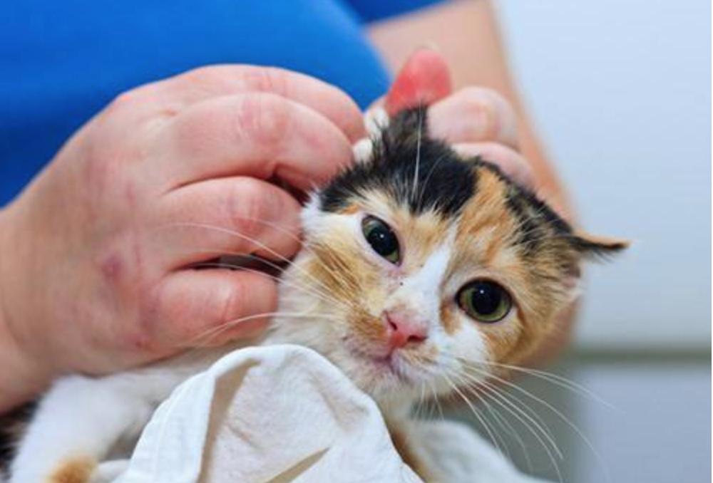 猫咪耳朵不能进水不能顺便乱洗澡,猫咪洗澡耳朵进水了怎么办