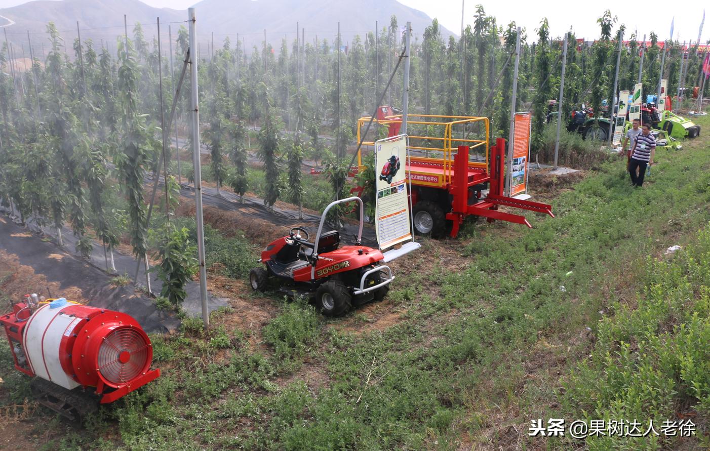 种植桃树的间距是很有讲究的,科学合理的种植模式