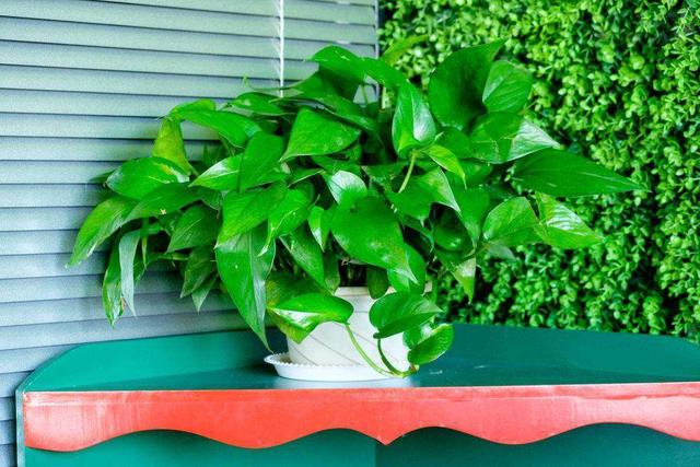 绿萝怎么才不烂根黄叶,绿萝过冬不断黄叶是这几点在作祟