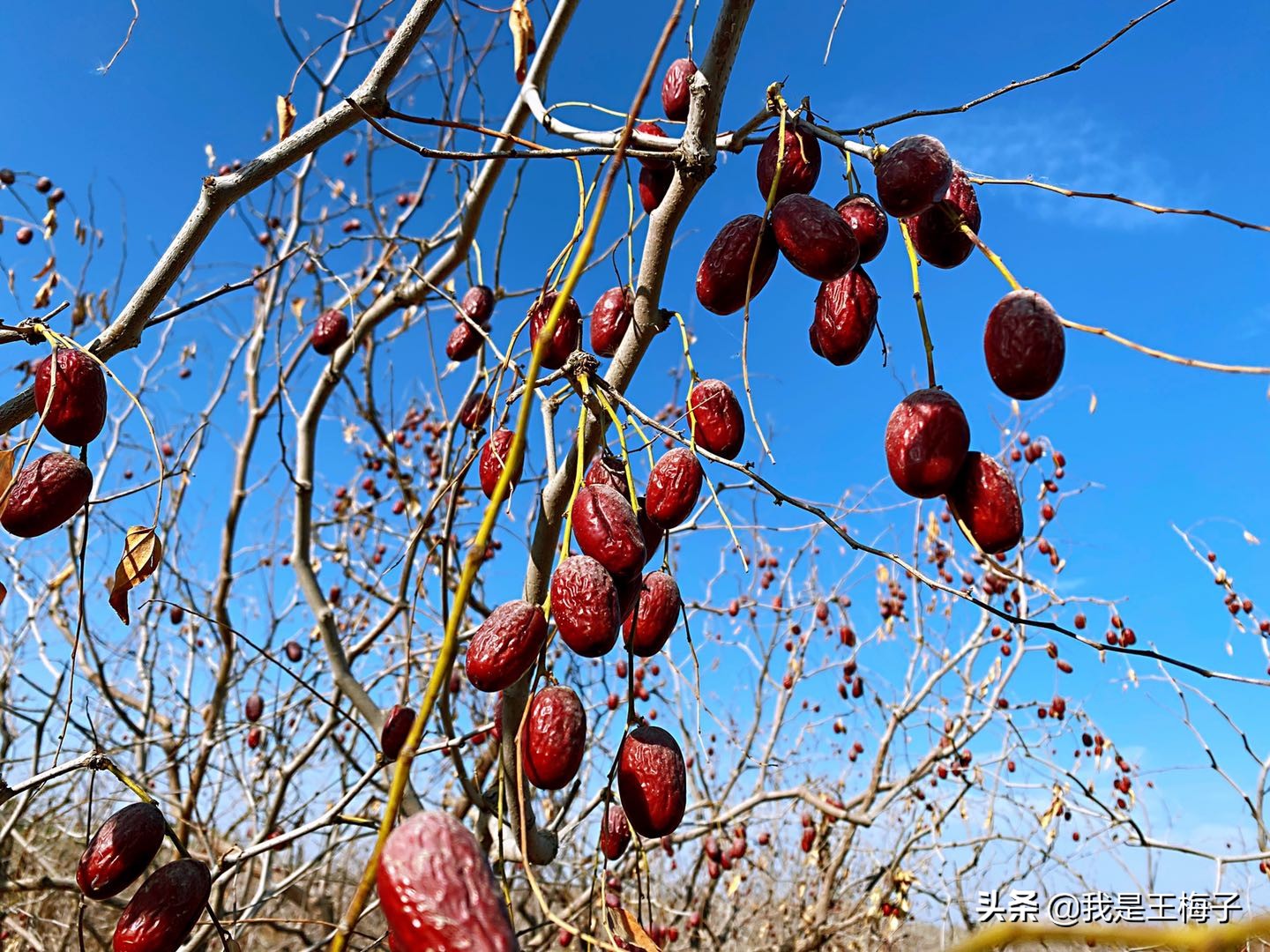 枣香浓郁新疆特产若羌灰枣,新疆原生态吊干灰枣若羌枣