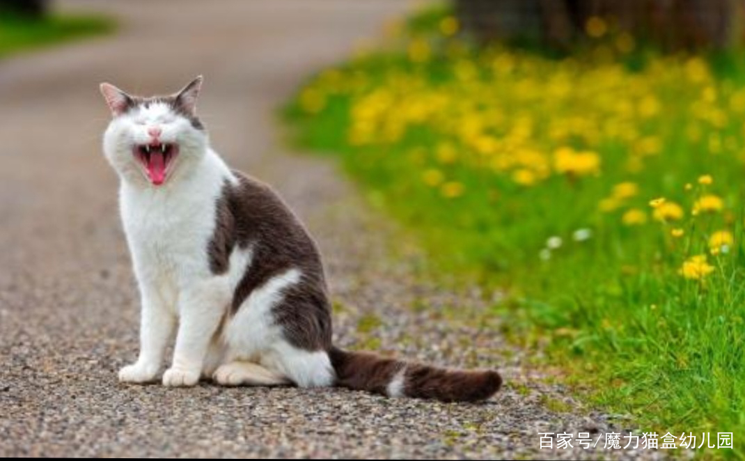 如果被猫咪抓伤了该怎么解决,被猫咪抓伤了该怎么办