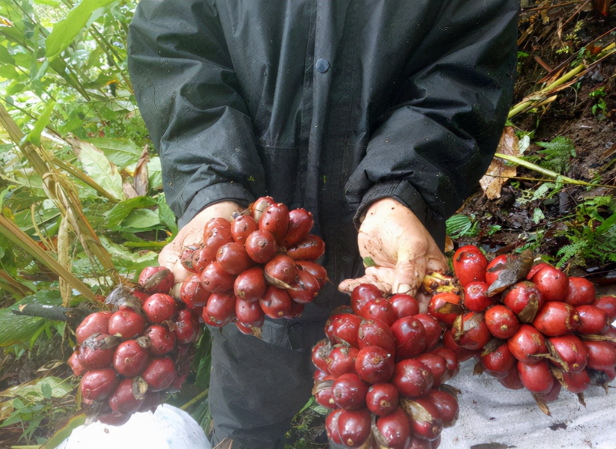 草果：调料界的“背锅侠”，常被误认成*粟罂**，1斤35元南方才有种