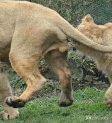 母狮一天发情40次,还追着公狮咬蛋蛋?根本不是这样啊....