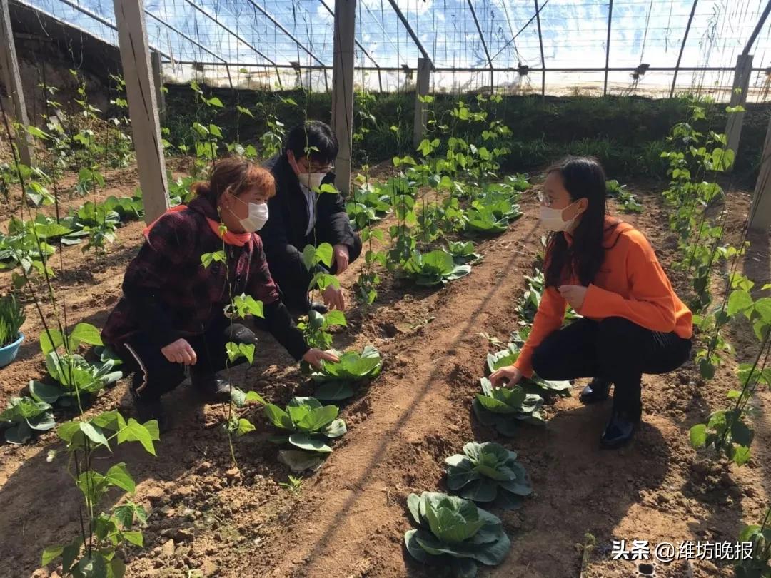 潍坊临朐:服务到地头农户恣心头