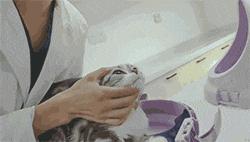 喂药时怎么让猫咪不乱动,喂药给猫方法