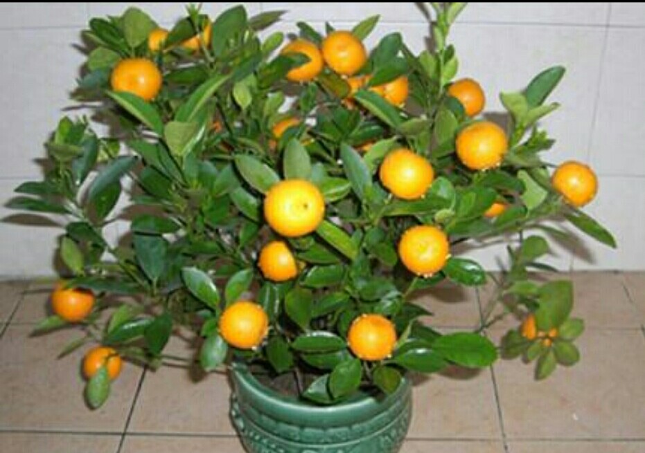 金桔树夏天落果怎么处理,金桔落叶干枝怎么补救