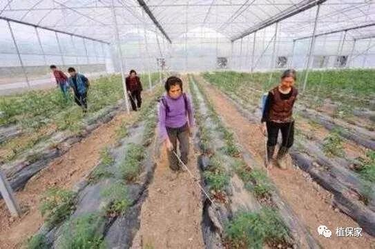 根部病害必须要灌根！但是这样灌根不仅没效果还有药害