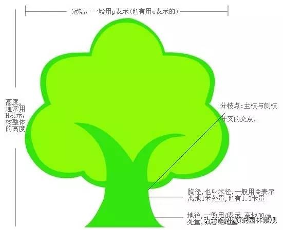 绿化苗木养护术语,苗木术语100句