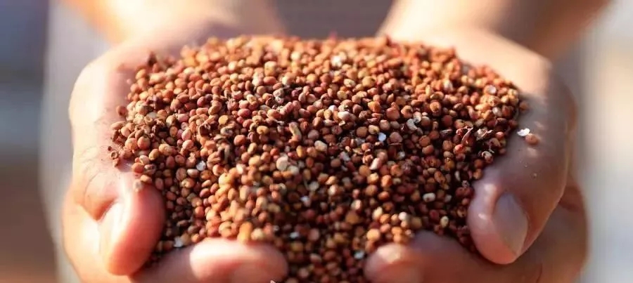 红了！红了！这些天的南充市嘉陵区龙蟠镇真的是“红遍天”了