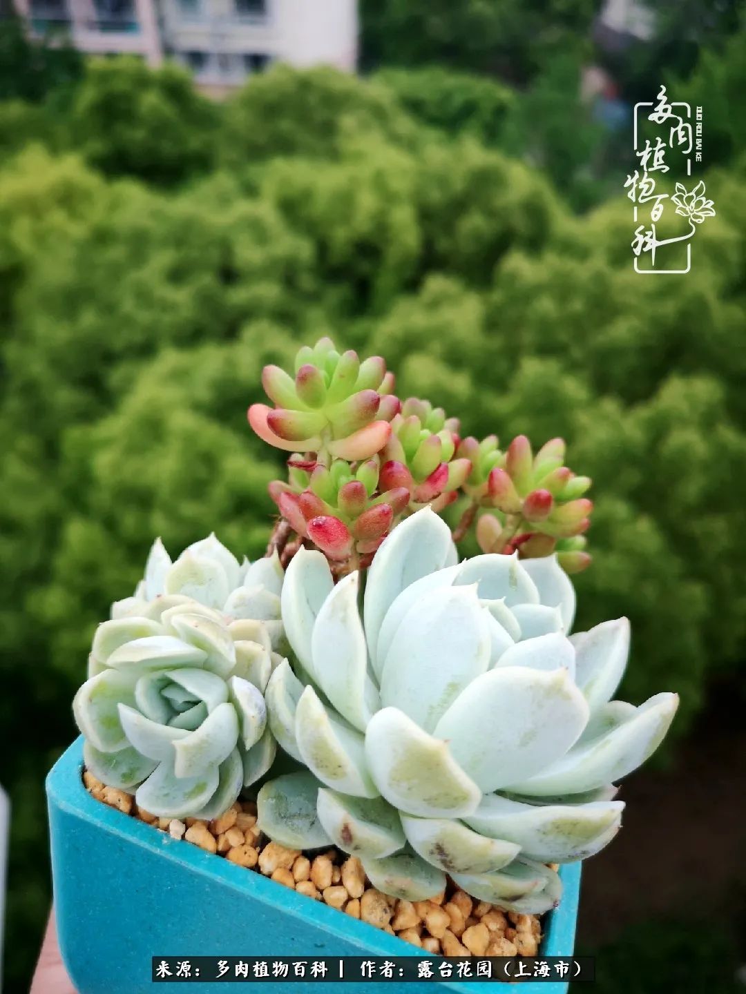 这6种多肉又粉又可爱萌翻少女心,粉粉萌萌的多肉有哪些