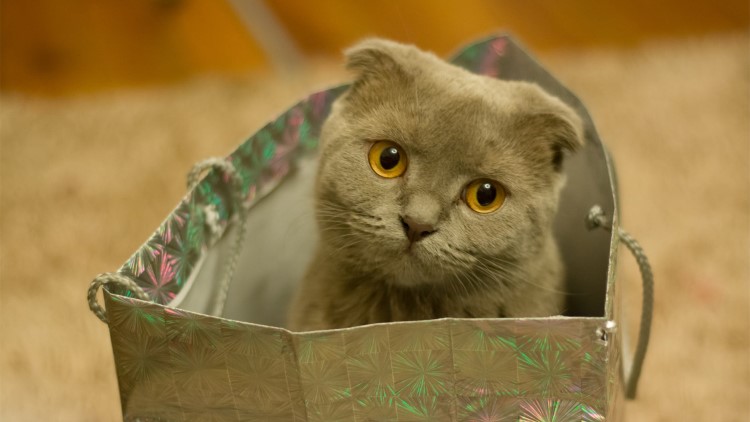 猫咪感冒发烧用啥药品,猫咪药品