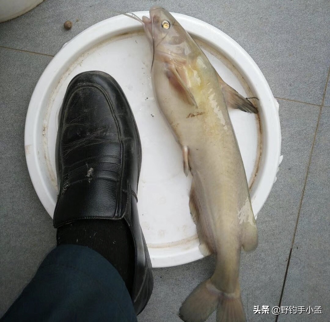 鮰鱼的钓法黑坑鮰鱼怎么钓最有效,怎么钓鮰鱼的正确方法和技巧