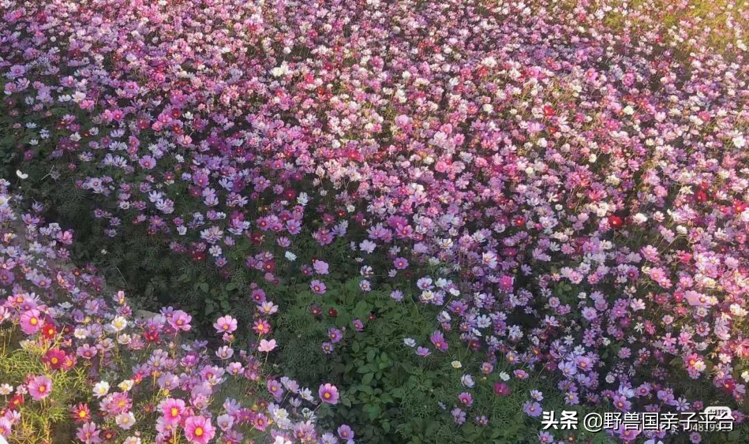 春天的花真的很美丽让人向往,春天的花也太美了