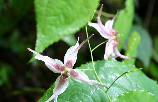 反复咳嗽的患者有哪些注意事项,反复咳嗽要吃什么药