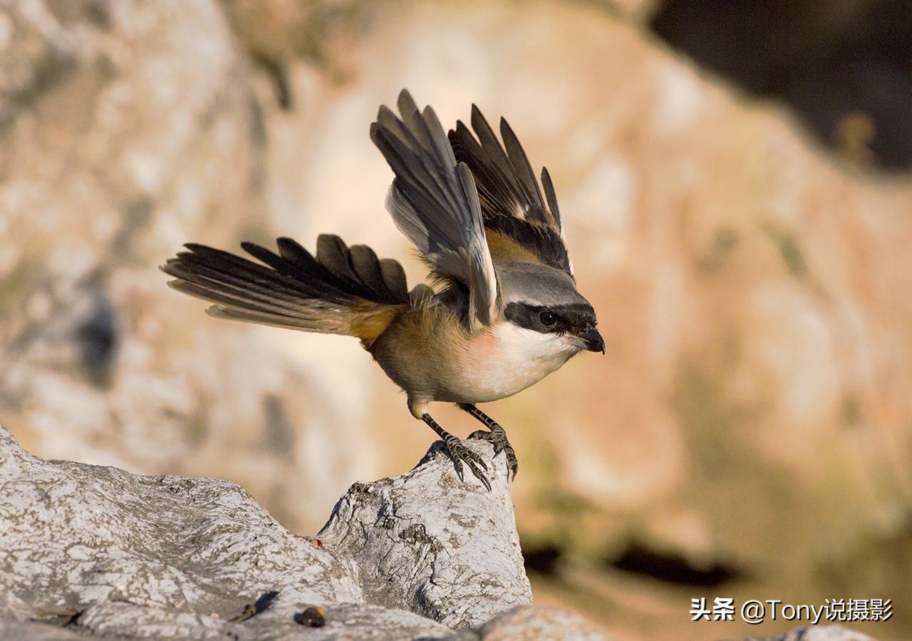 摄影拍鸟如何拍出白色羽毛的细节,如何拍鸟这些鸟类摄影技巧要学会