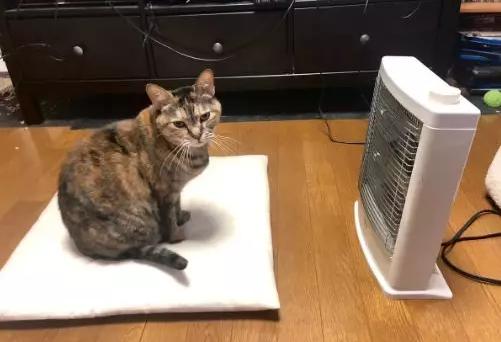 猫咪太聪明严重影响铲屎官脱单啊,猫咪所有的活力都留给了铲屎官