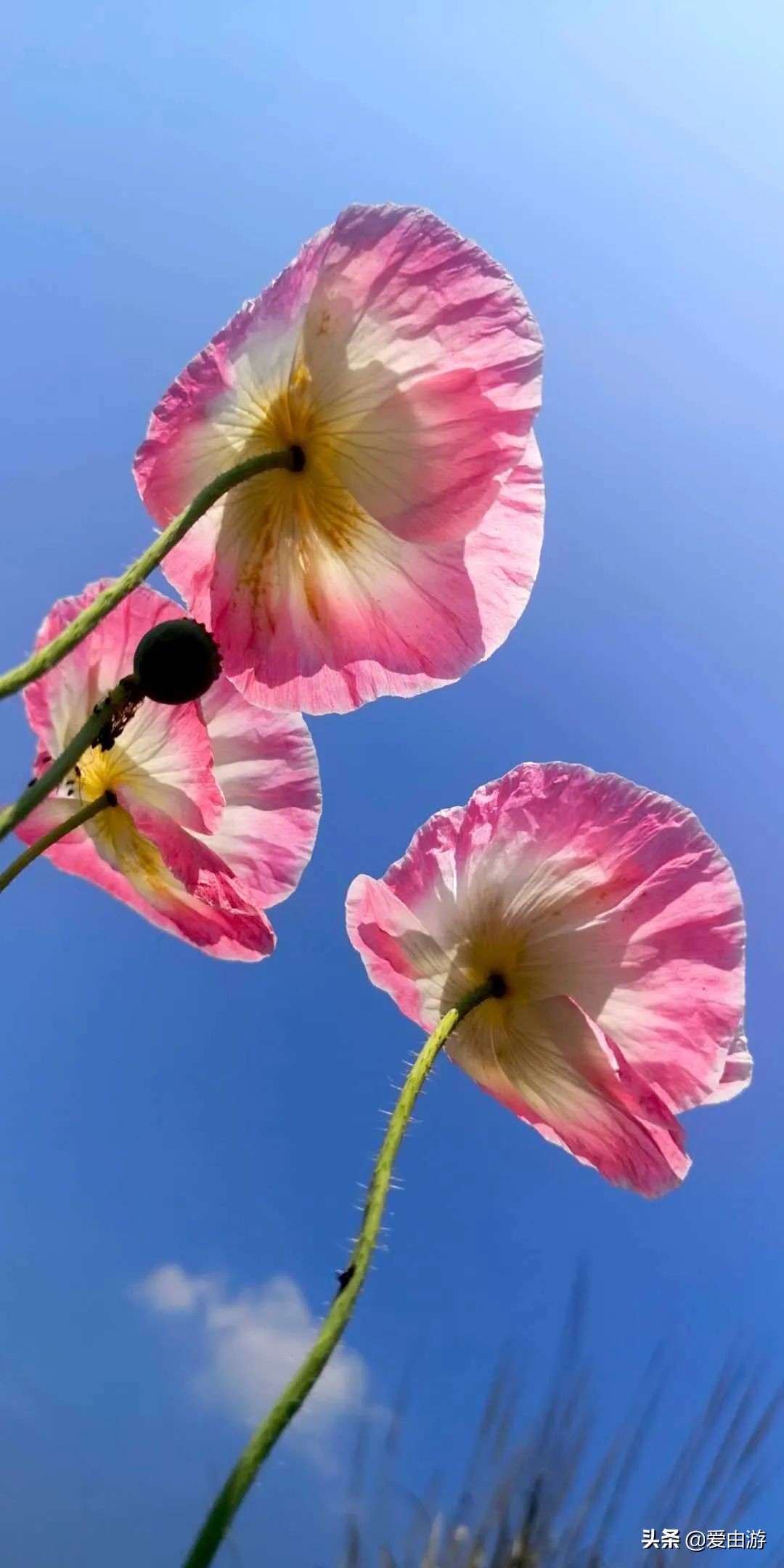 疫情后旅行新玩法,“州”游之衢州四天三夜