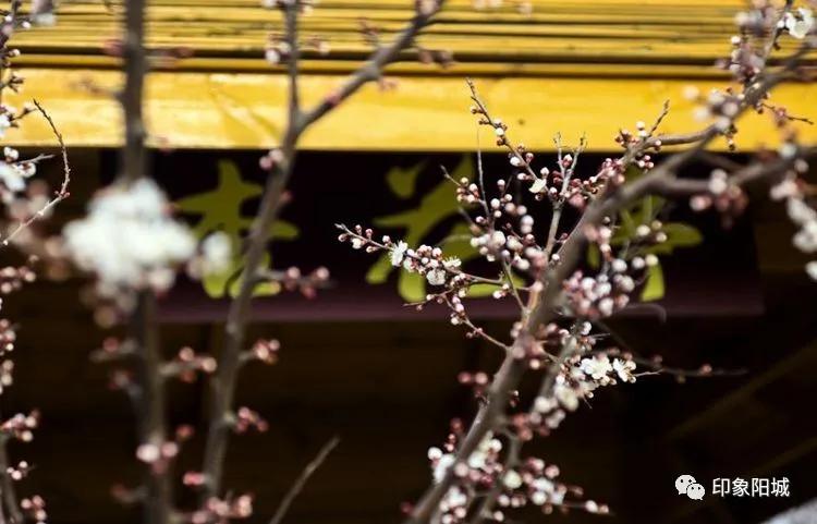 晋城哪里可以春游,晋城附近春游景点