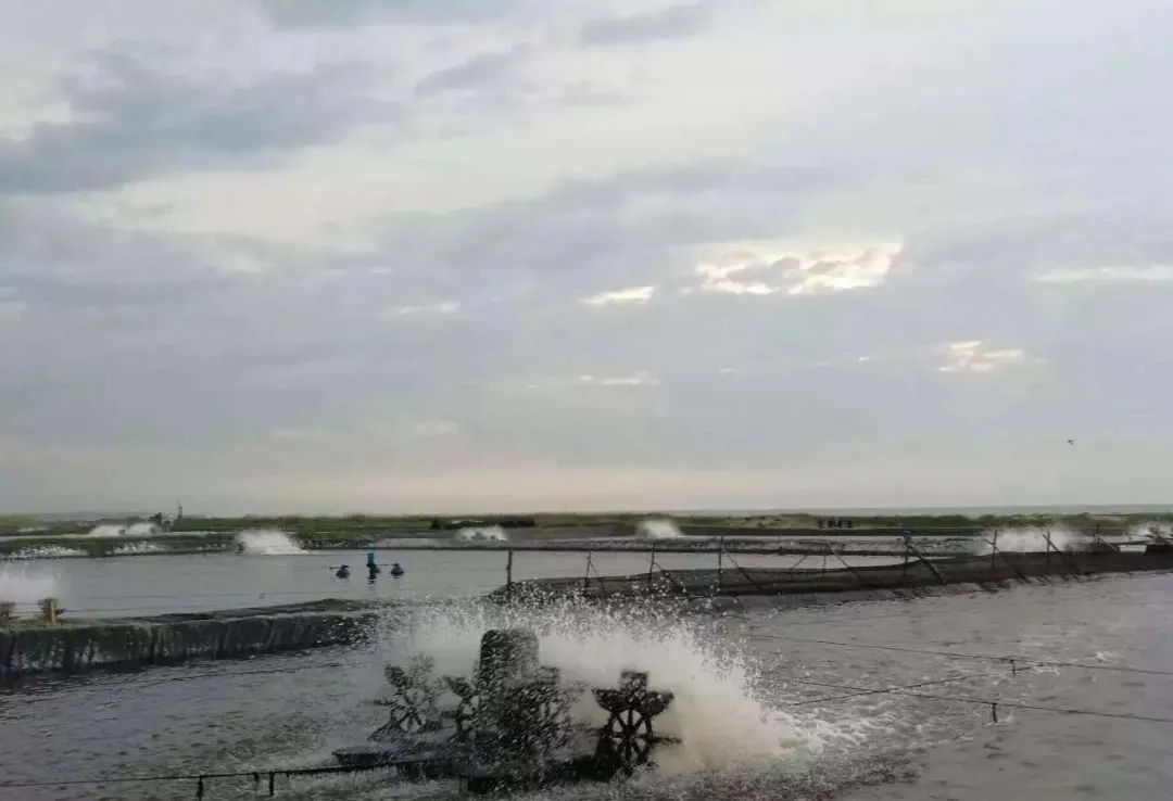 影响对虾养殖效益的关键—对虾肝肿大、肝萎缩，一定要小心了