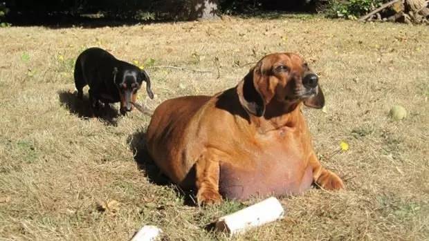 短腿狗腊肠犬,吉尼斯纪录最长的腊肠犬