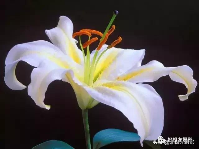 拍夜景鸟的正确方法,拍摄鸟类摄影欣赏