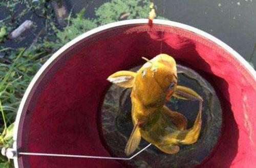 五月钓黄鳝好钓吗,五月钓鲤鱼是死守还是勤抛竿