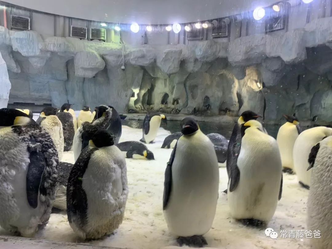 广州长隆攻略两天一夜住哪个酒店,去珠海长隆前一天下午游玩攻略