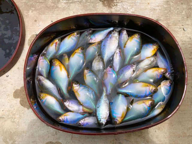 儿时捞起来就扔，钓鱼人最讨厌它，俗称“屎光皮”，现在却很值钱