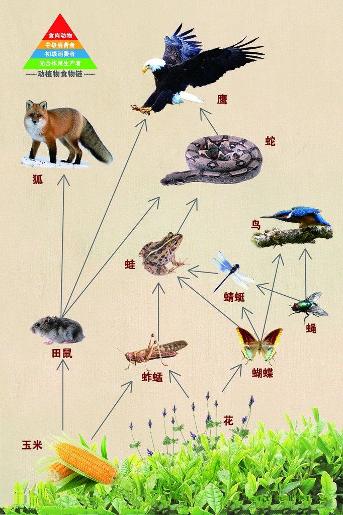 湖北存在的剧毒蛇,罕见蛇剧毒