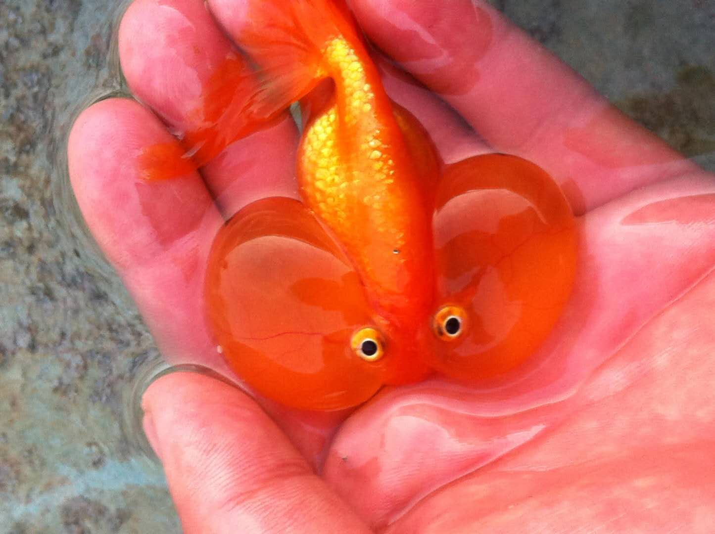 草金鱼可以和其他品种金鱼混养吗,鹅头红金鱼和珍珠金鱼可以混养吗