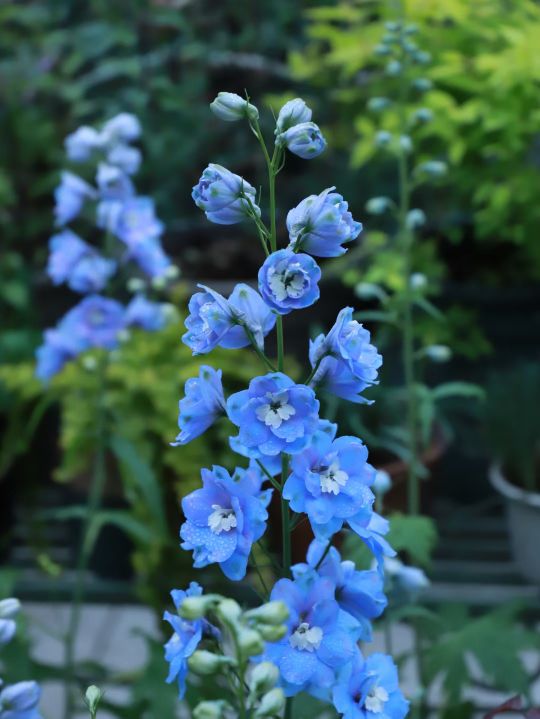 80个易错的成语,100组近义词语辨析