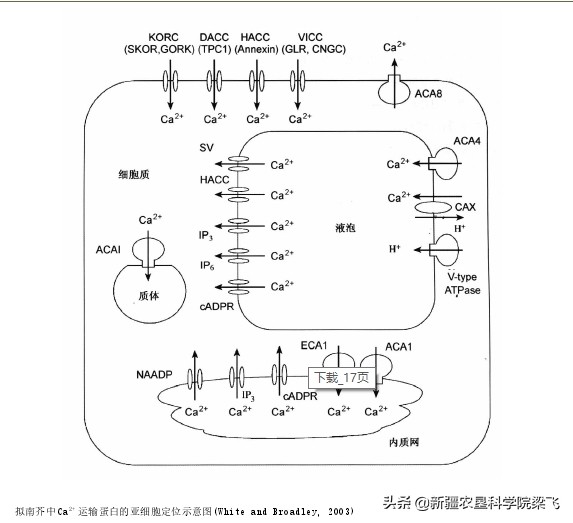 科学补钙螯合钙,科学补钙易吸收